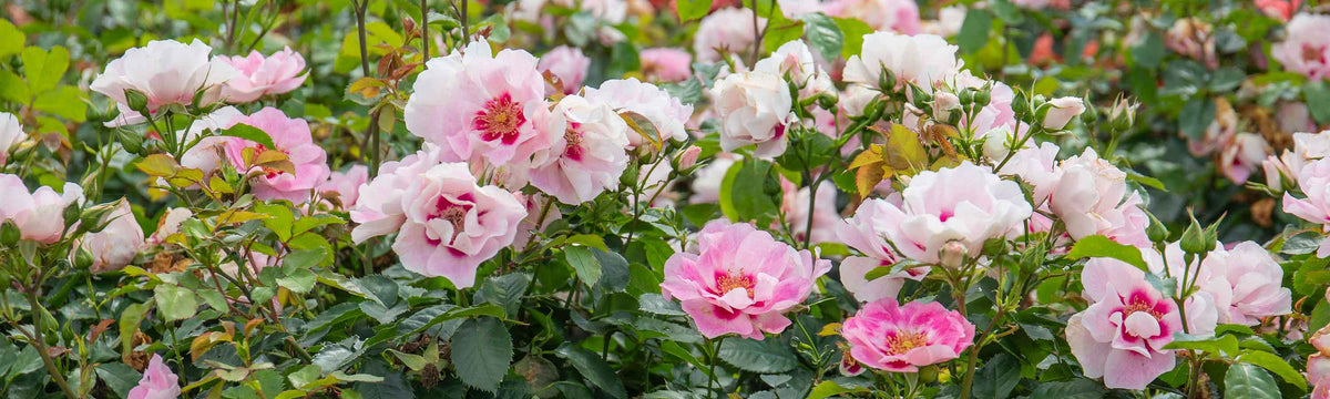 Floribunda Roses