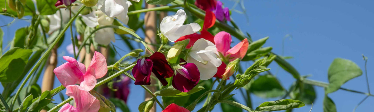 Flower Seeds at marshalls garden