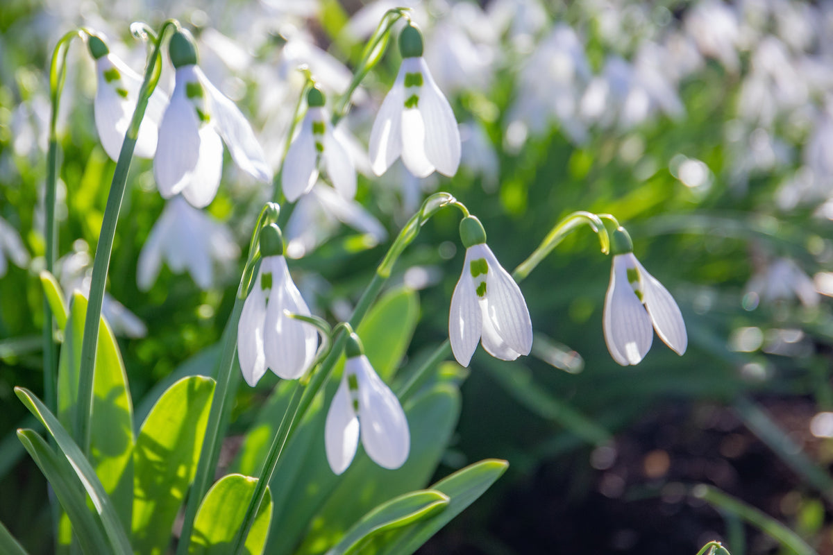 Snowdrop