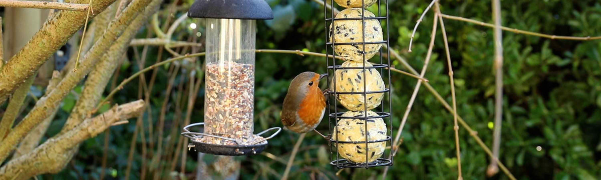 Bird Food