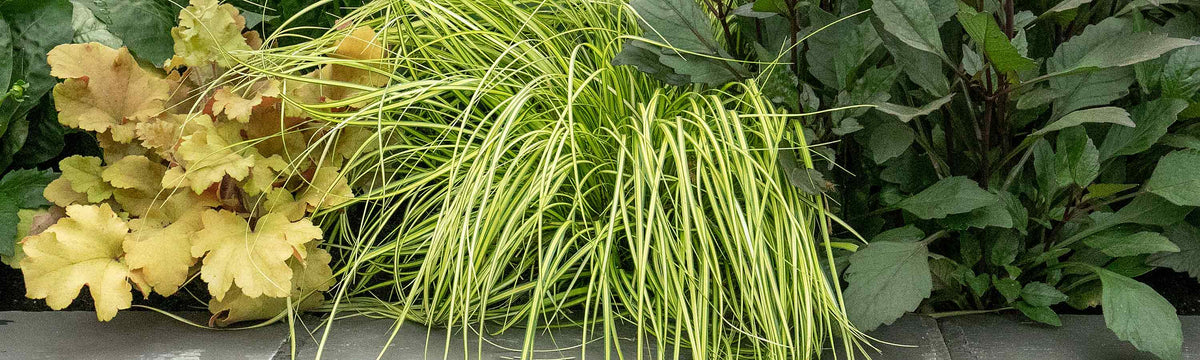Ornamental Grasses