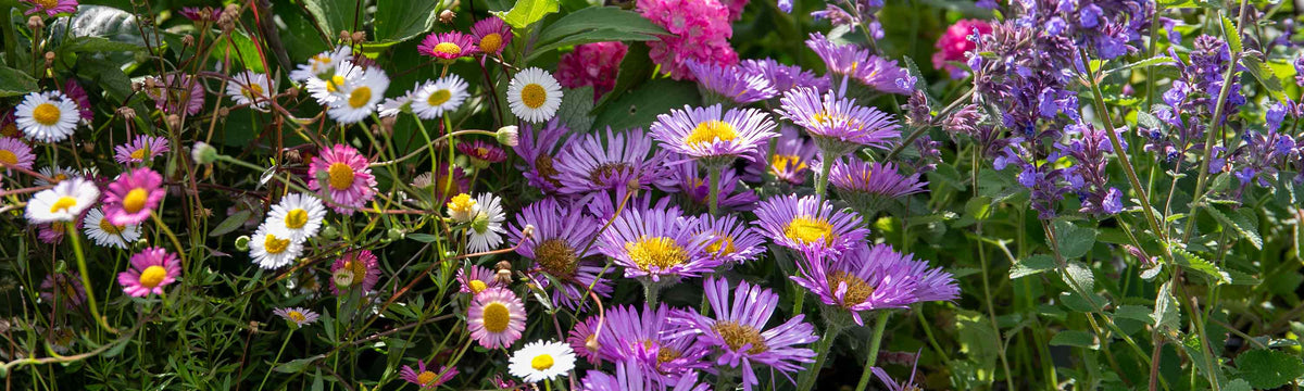 1L Perennial Plants