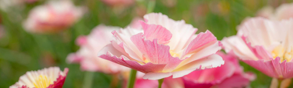 poppies