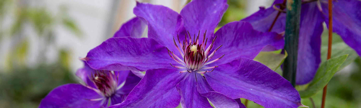 Climbers, Roses & Shrubs