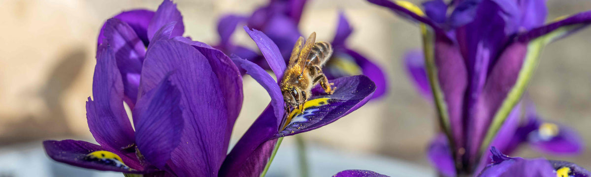 Iris Bulbs