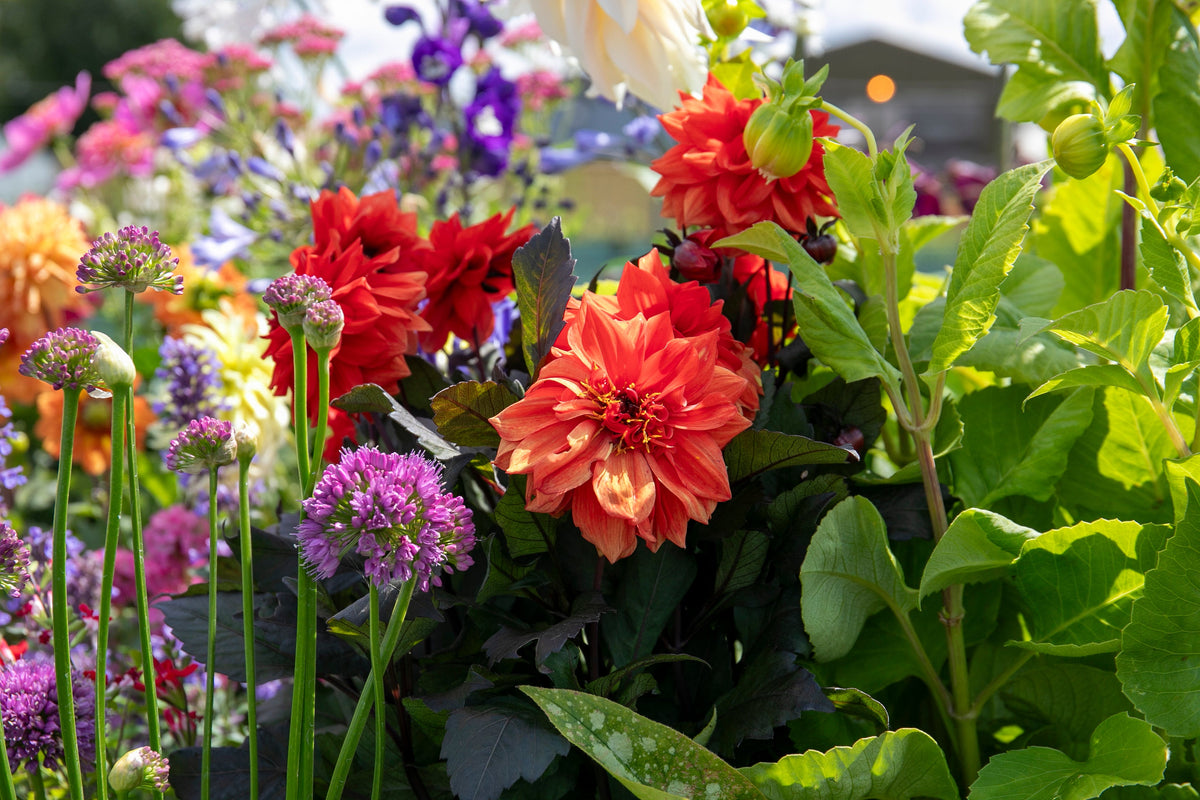 Summer Flowering Bulbs