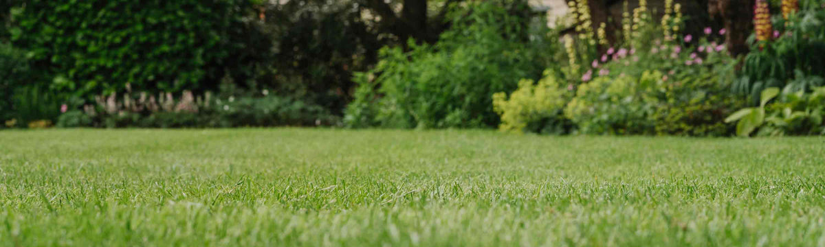 Maintain your Lawn