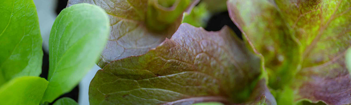 Lettuce Seeds