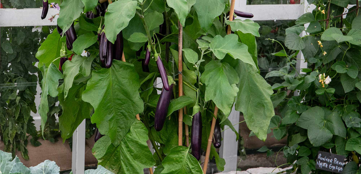 In Stock Vegetable Plants