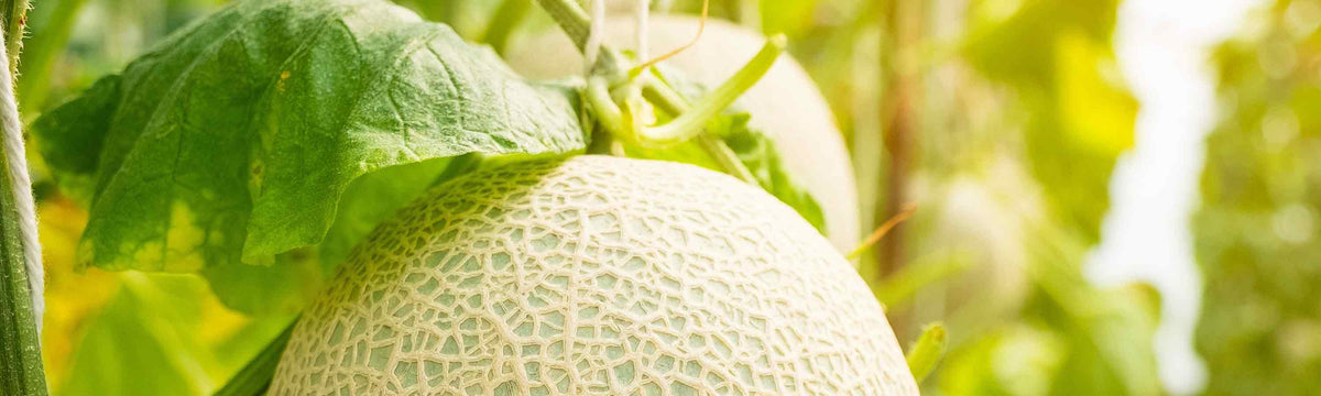 Fruit Seeds
