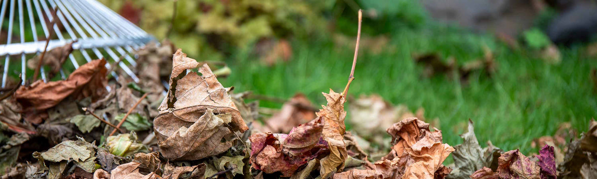 Autumn Garden Tidy