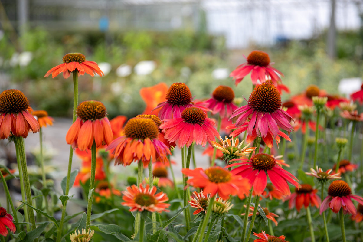End Of Season Plant Sale