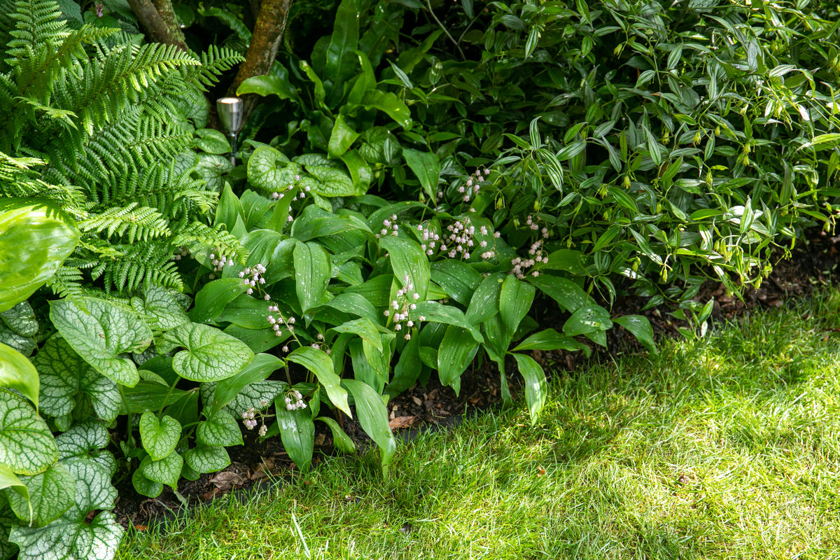 Shady Borders