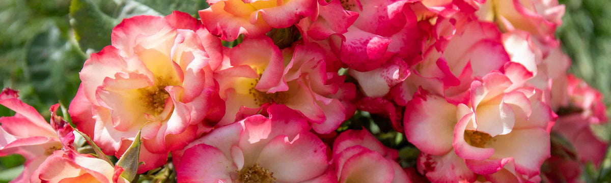Celebration Roses