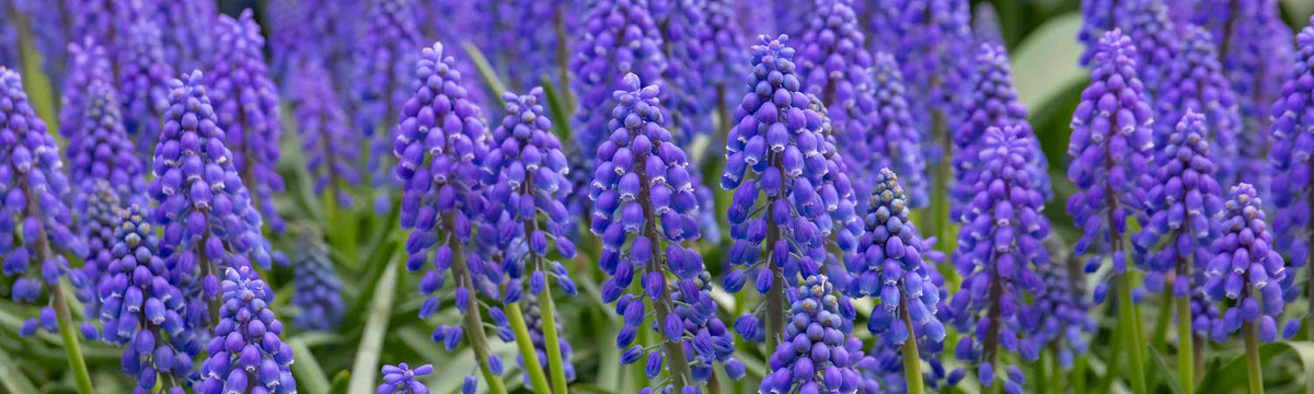 Muscari Bulbs