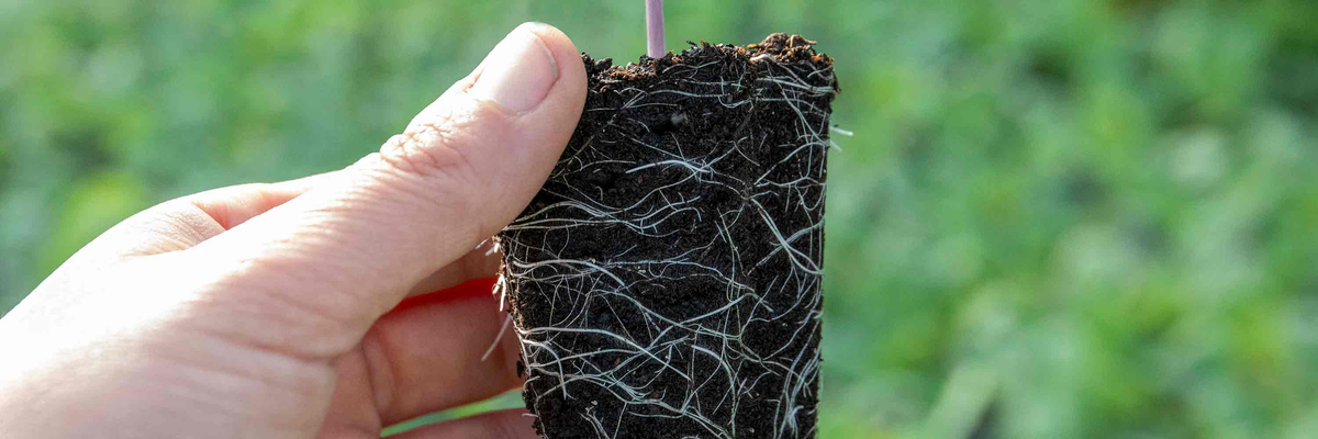 Jumbo Plug Plants
