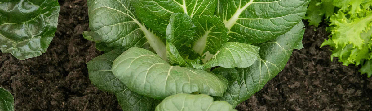 Pak Choi Plants