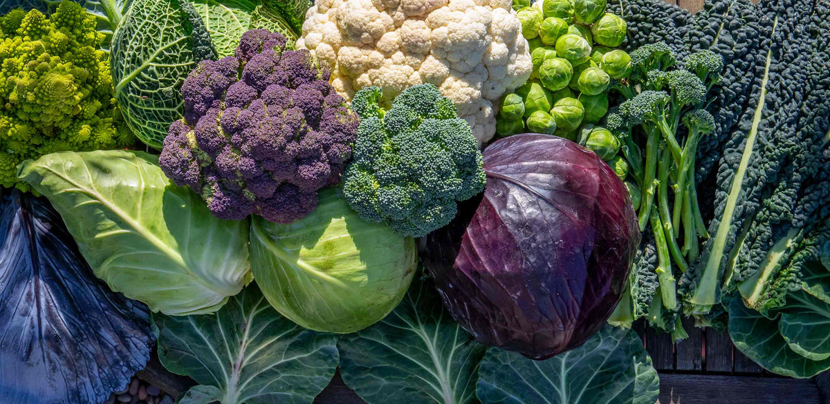 Potted Autumn Brassicas