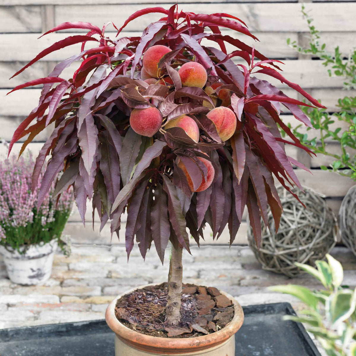 Dwarf Patio Peach 'Crimson' with ripe peaches and purple foliage.