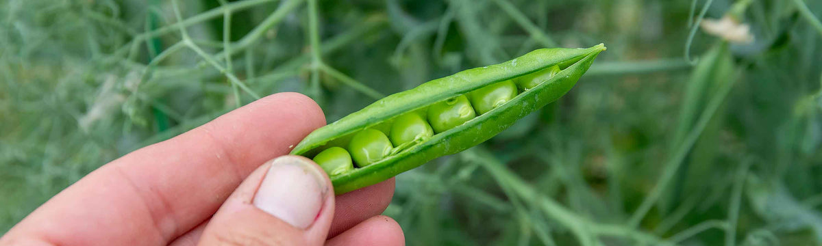 April Vegetable Despatch