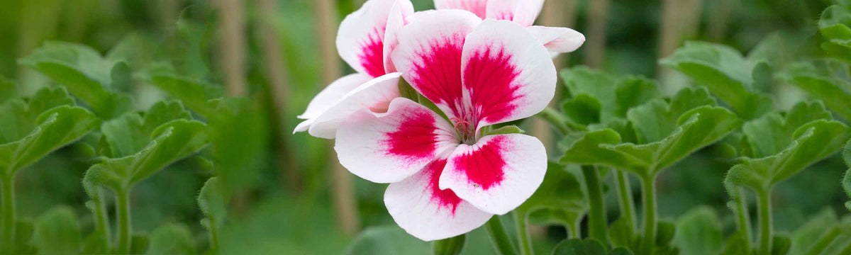 Geranium Plants