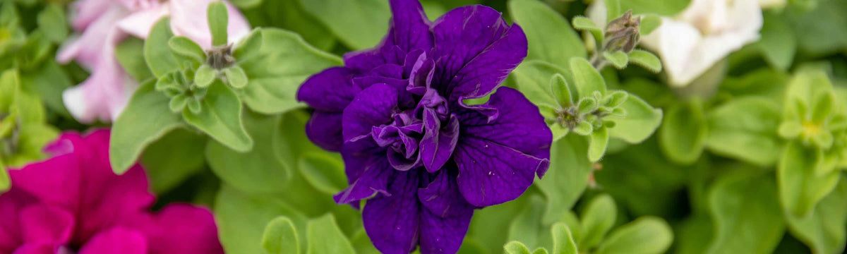Petunia Seeds