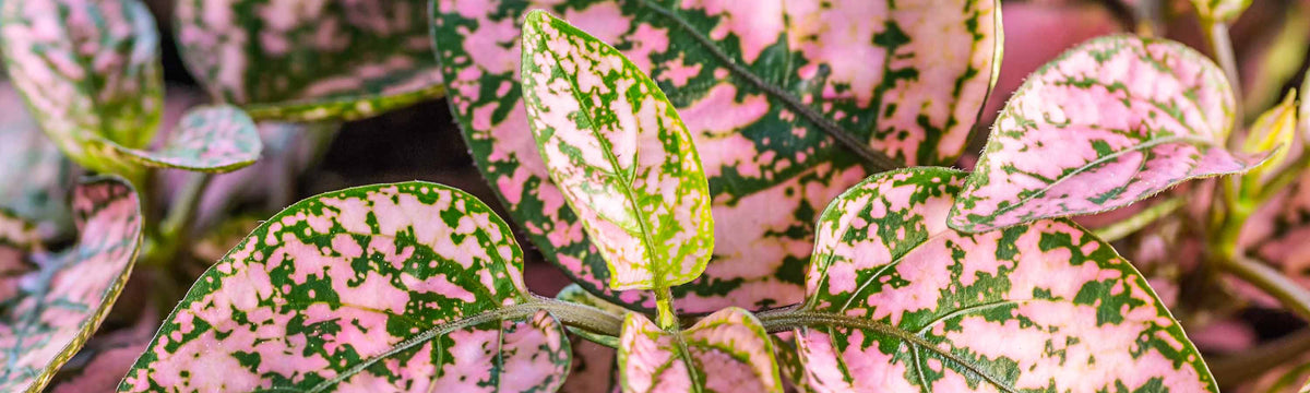 Houseplant seeds collection featuring colourful pink and green Polka Dot Plant foliage, one of our indoor plants to grow from seed.