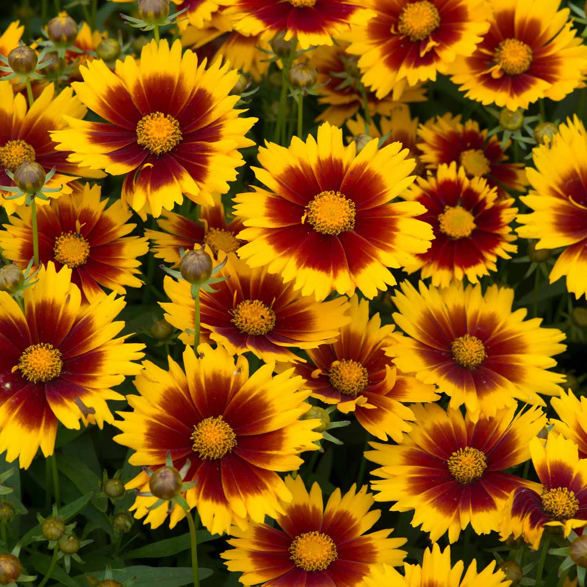 Coreopsis