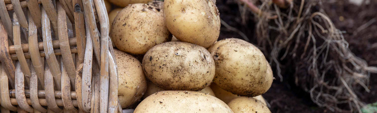 2kg Potato Offer