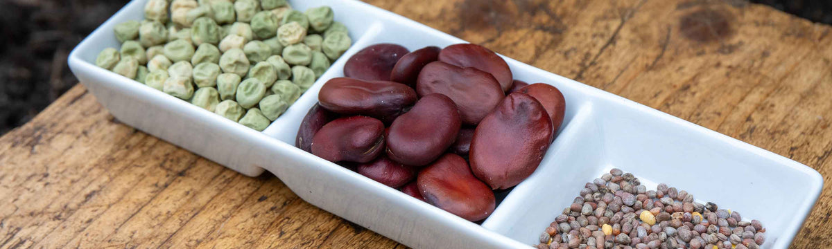 Seeds to Sow in November