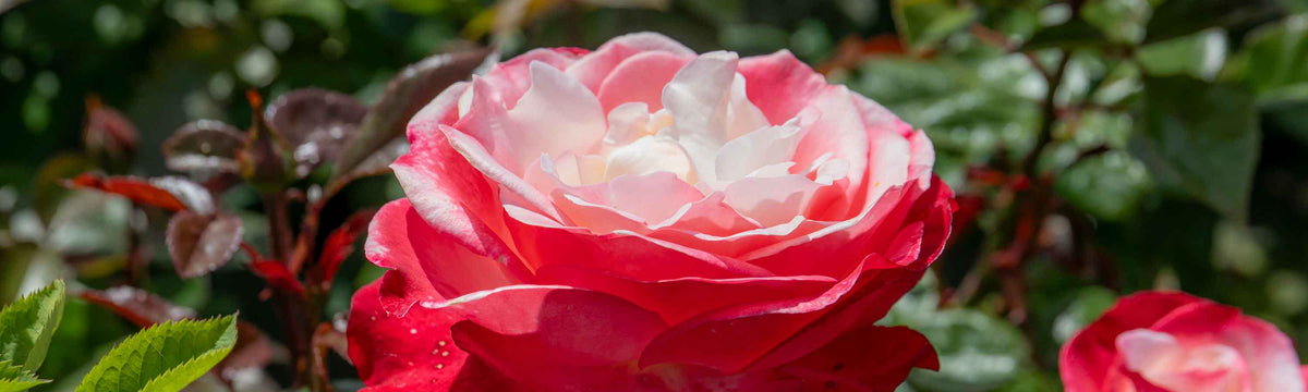 Hybrid Tea Roses
