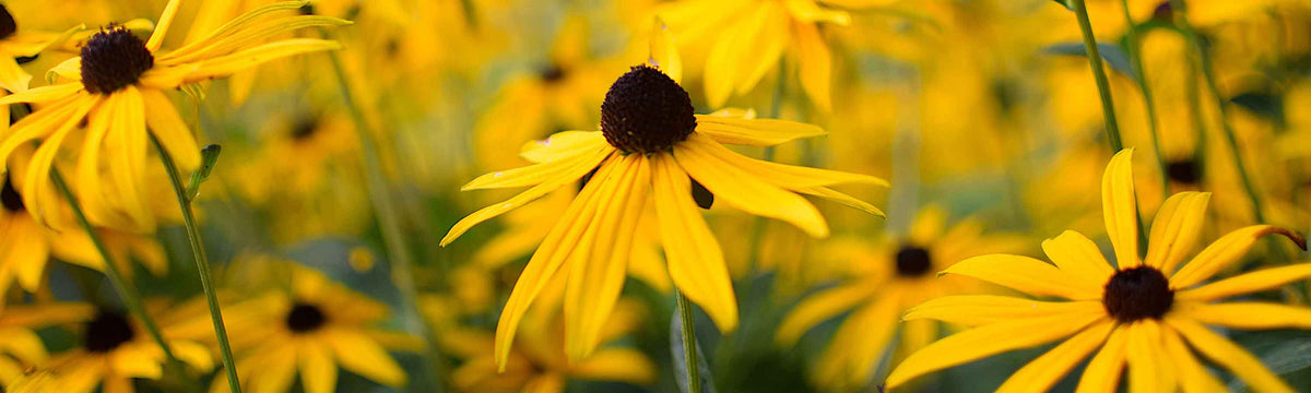 Rudbeckia Plants