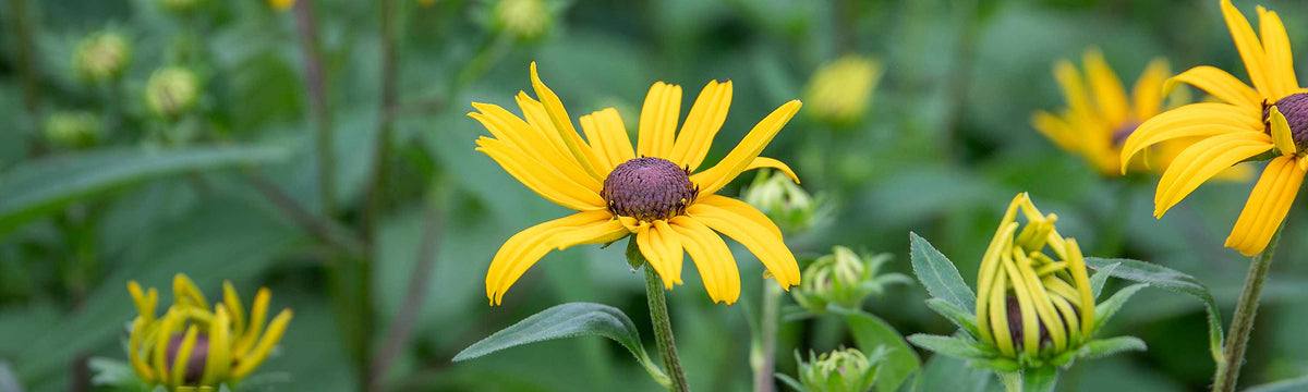 Rudbeckia Seeds