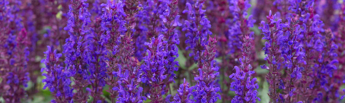 Perennial Garden Ready Plugs Offer