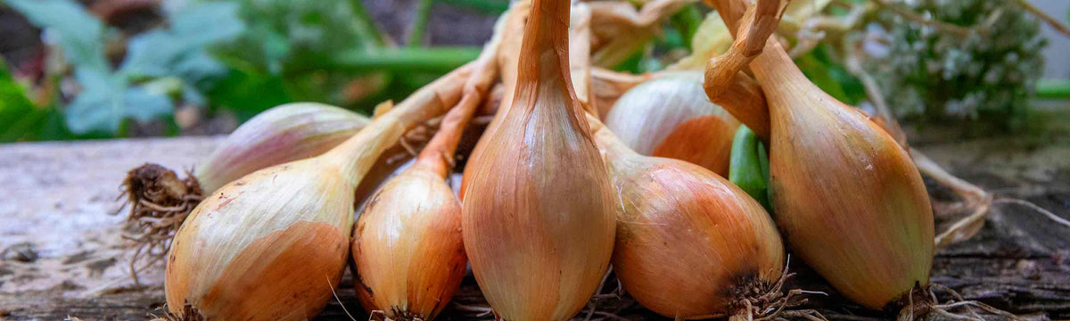 Shallot Sets
