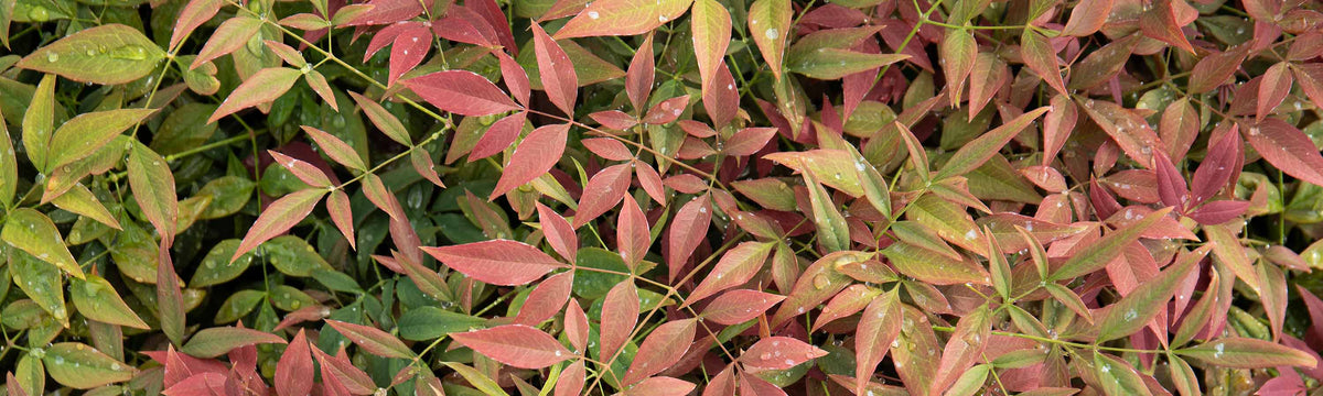 Other Shrubs