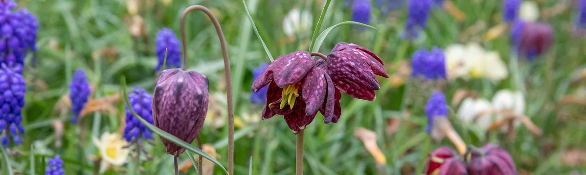 Fritilaria Bulbs