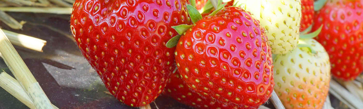 April Soft Fruit Despatch