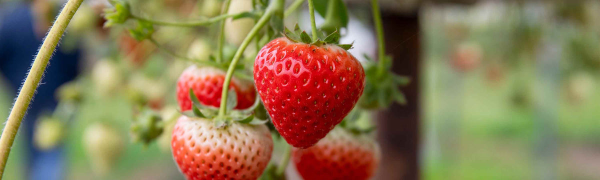Strawberry Plants