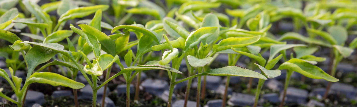 Pepper Seeds