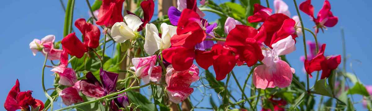 Sweet Pea Seeds