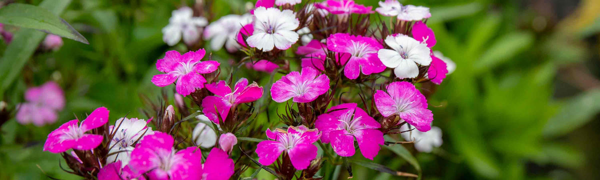 Sweet William Mix