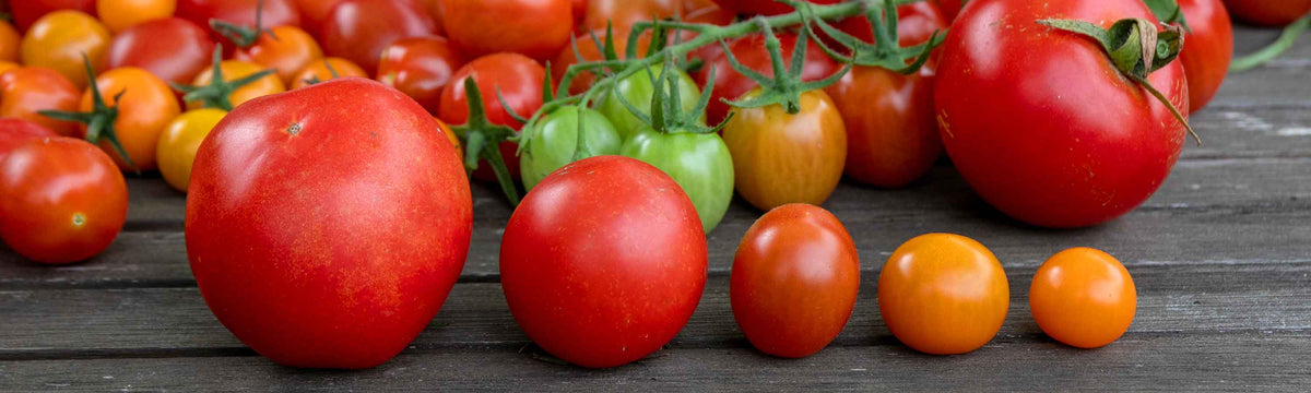 Related Tomato Tools
