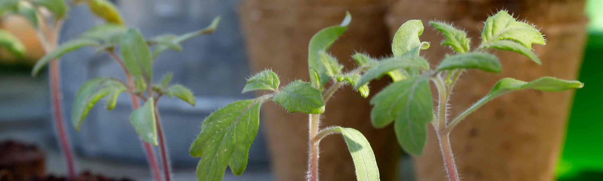 Tomato Seeds