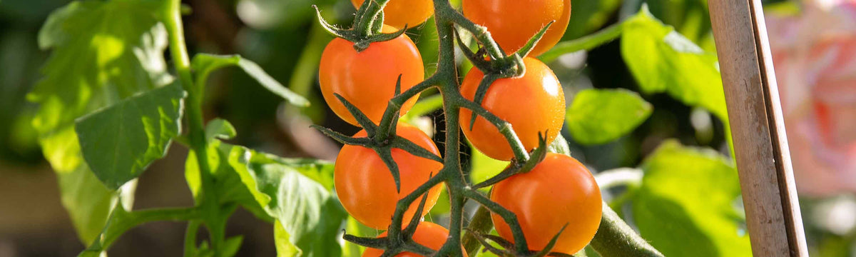Award Winning Vegetable Seeds