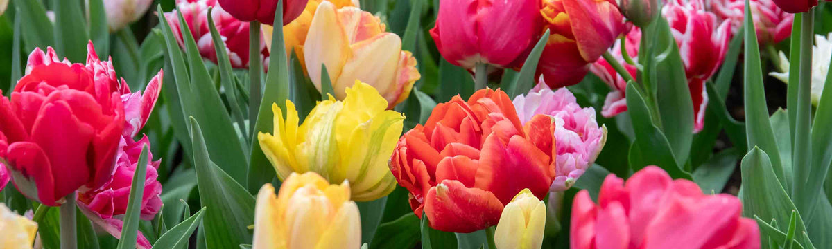 Spring Flowering Bulbs - 3 for 2