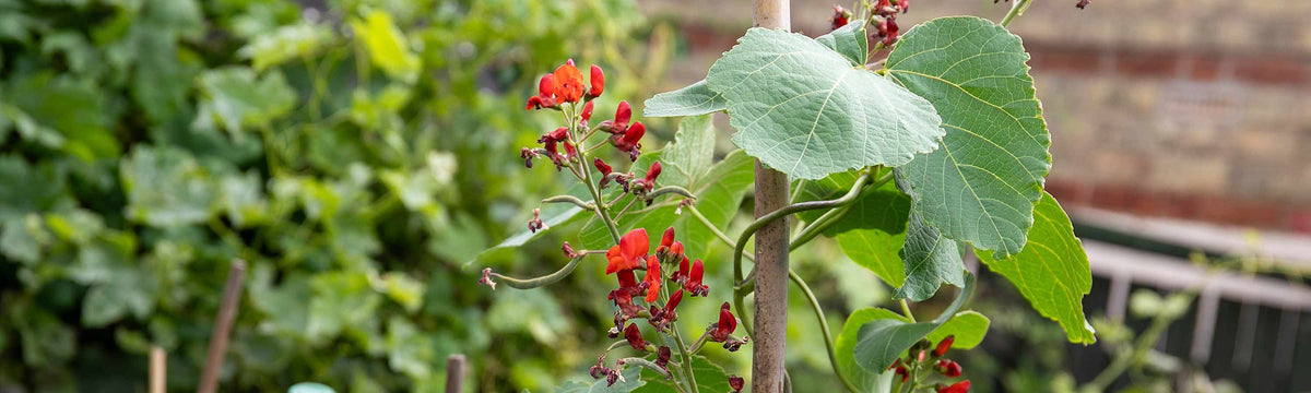 Runner Bean Plants