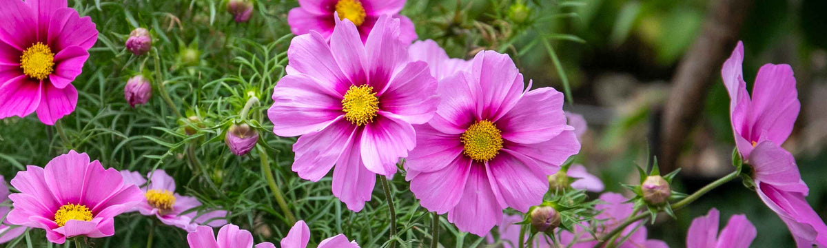 Cosmos Seeds