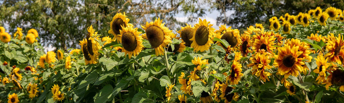 Sunflower Seeds