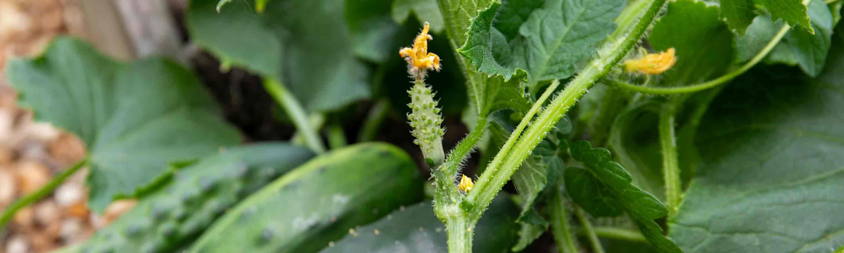 Cucumber, Cucamelon & Gherkin Seeds